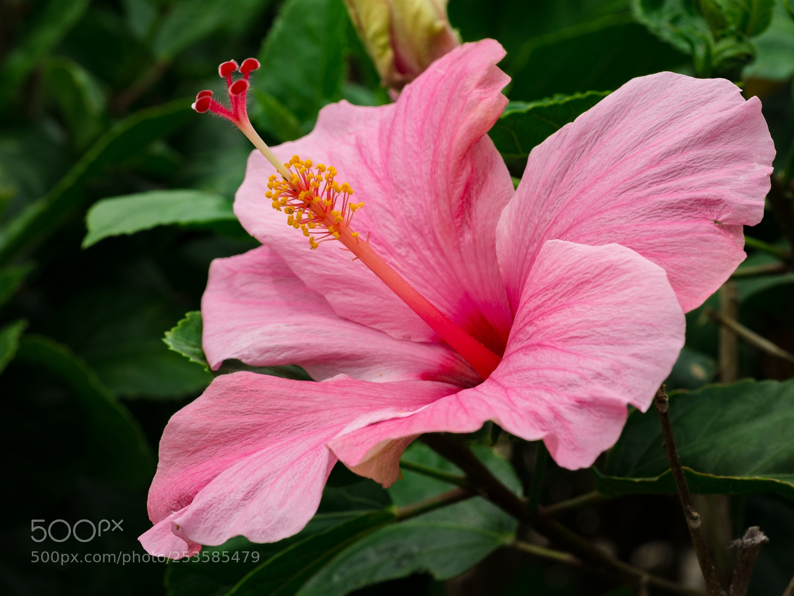 Panasonic Lumix DMC-G85 (Lumix DMC-G80) sample photo. Hawaiian flower photography