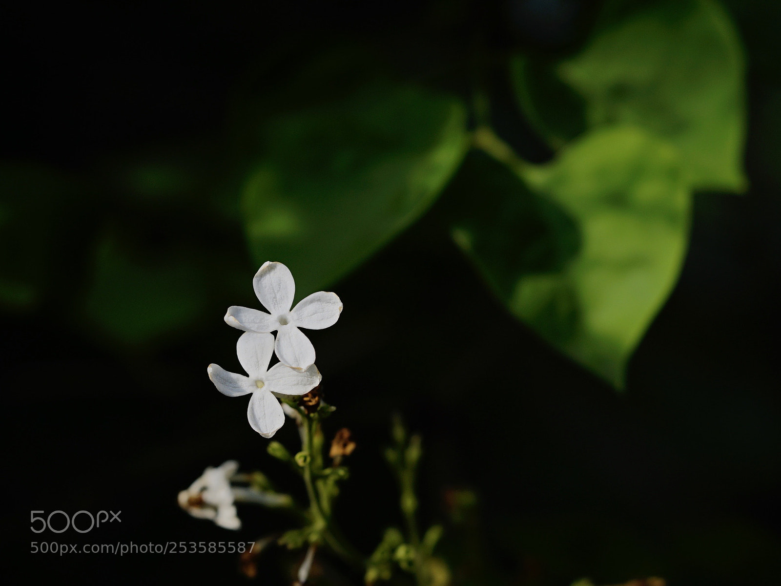 Sony a7 II sample photo. 花小葉大 photography