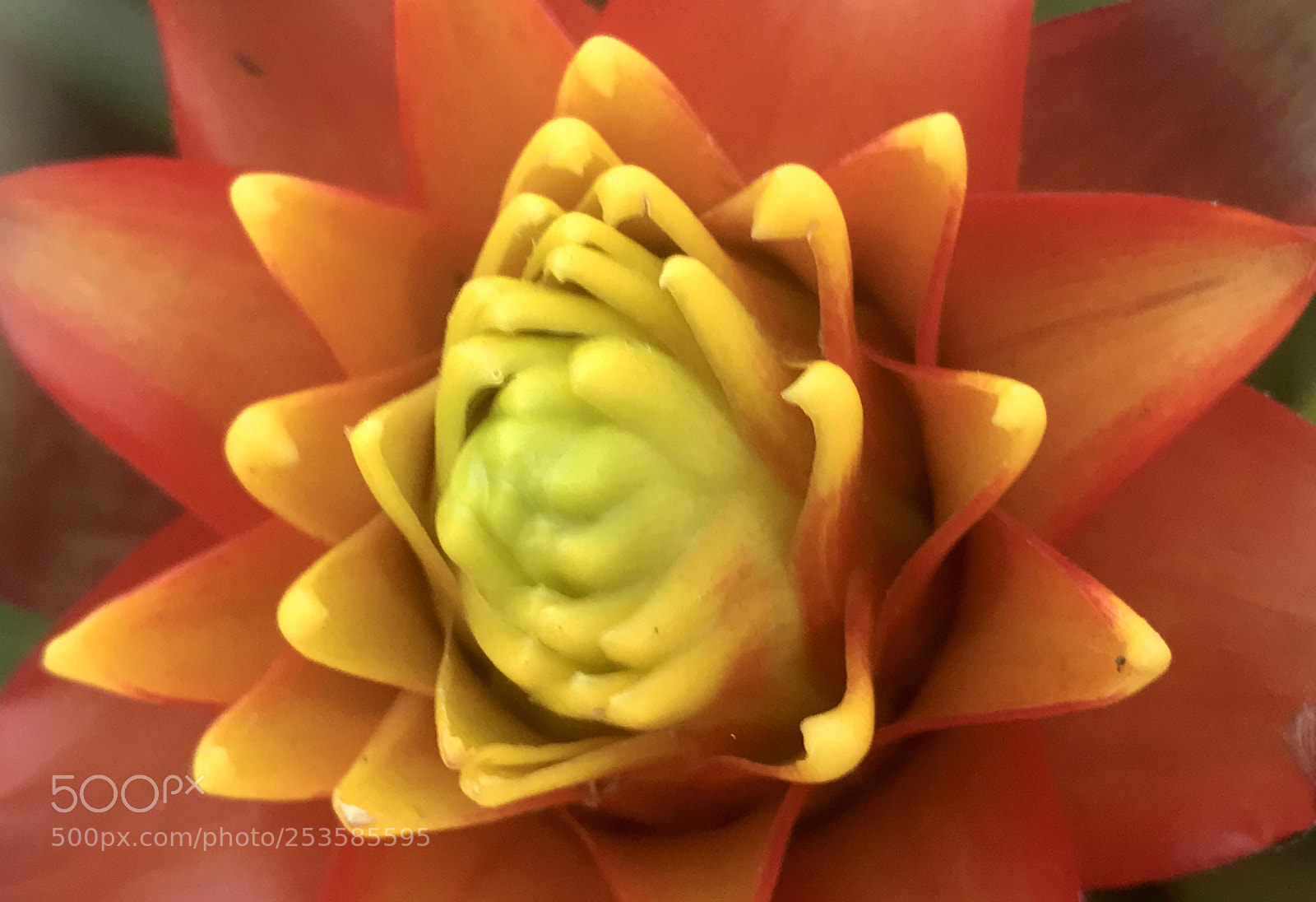 Apple iPhone 7 sample photo. My bromelia... photography