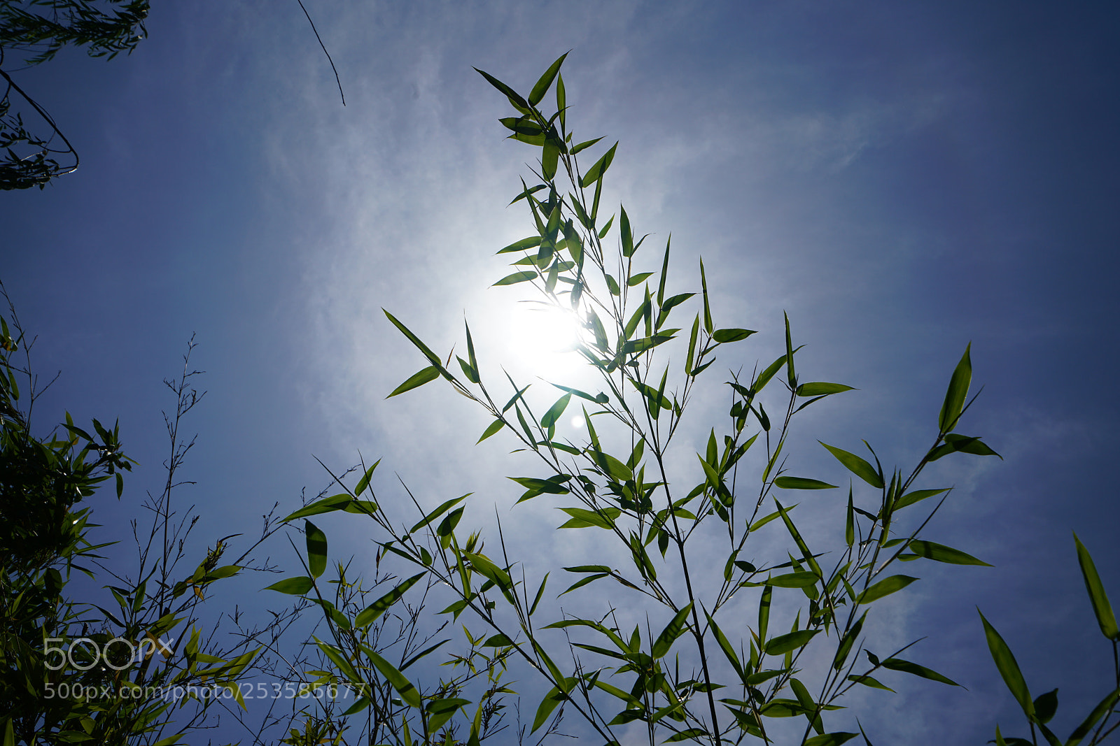 Sony a7R II sample photo. Outline photography