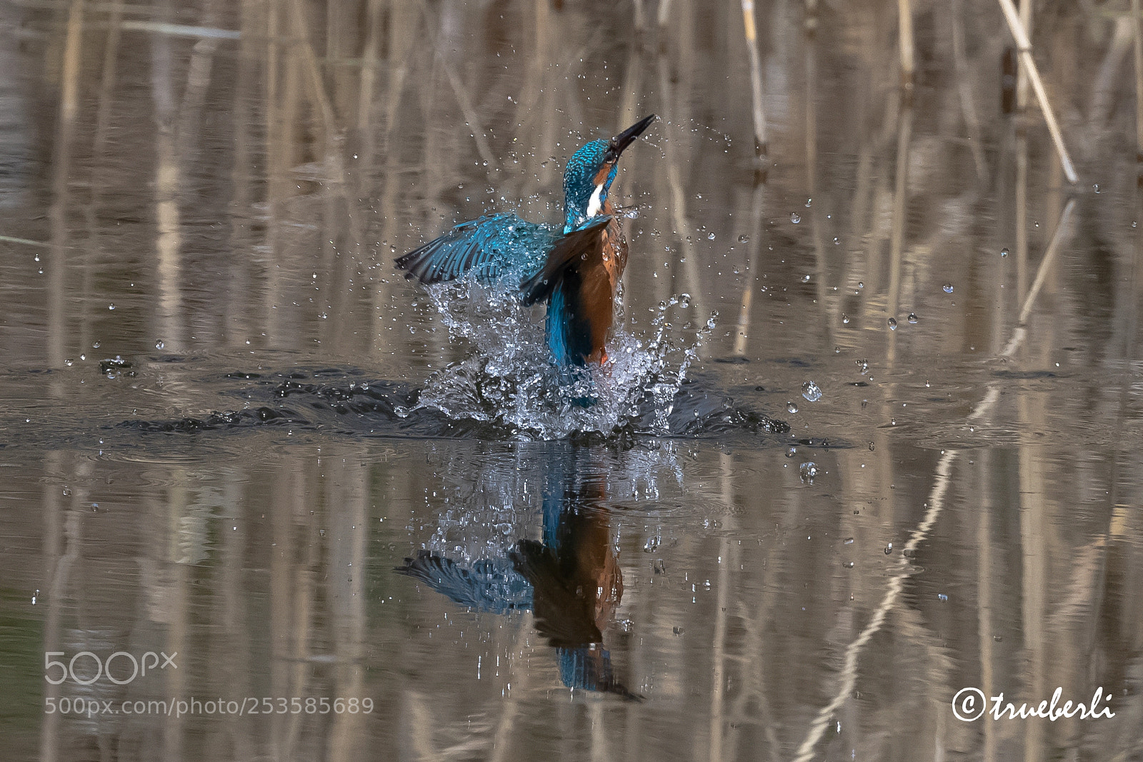 Canon EOS 7D Mark II sample photo. Kingfisher (alcedo atthis) photography