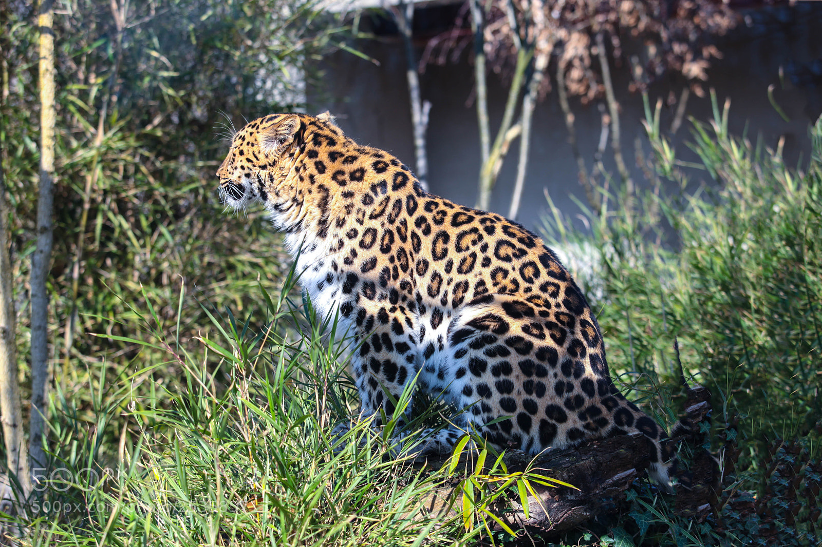 Canon EOS 5D Mark II sample photo. Tiger in a zoological photography
