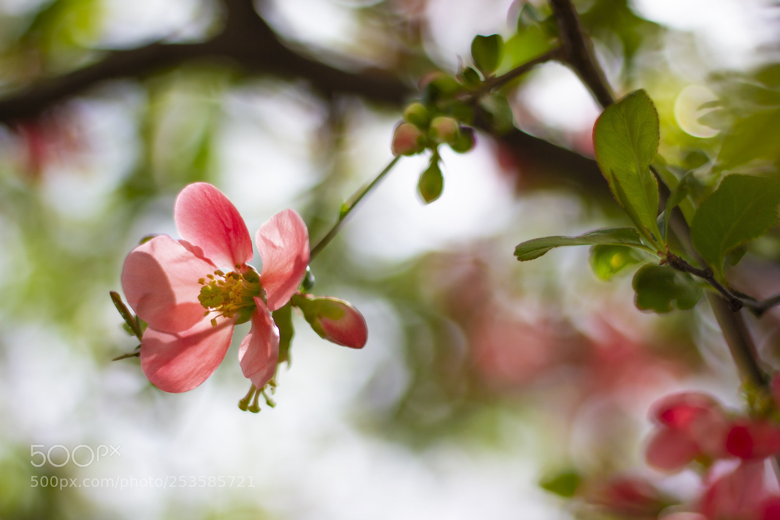 Canon EOS 7D sample photo. Breathing in spring photography