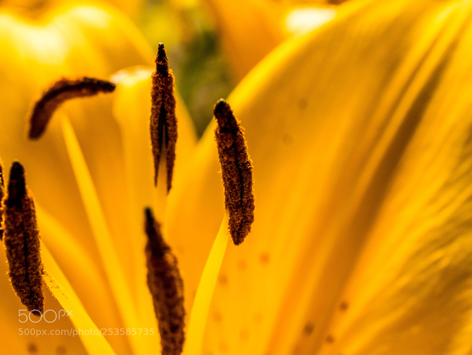 Panasonic DMC-G81 sample photo. Samenstempel l photography