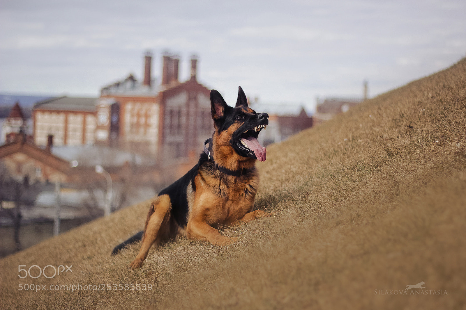 Canon EOS 60D sample photo. Zeus photography