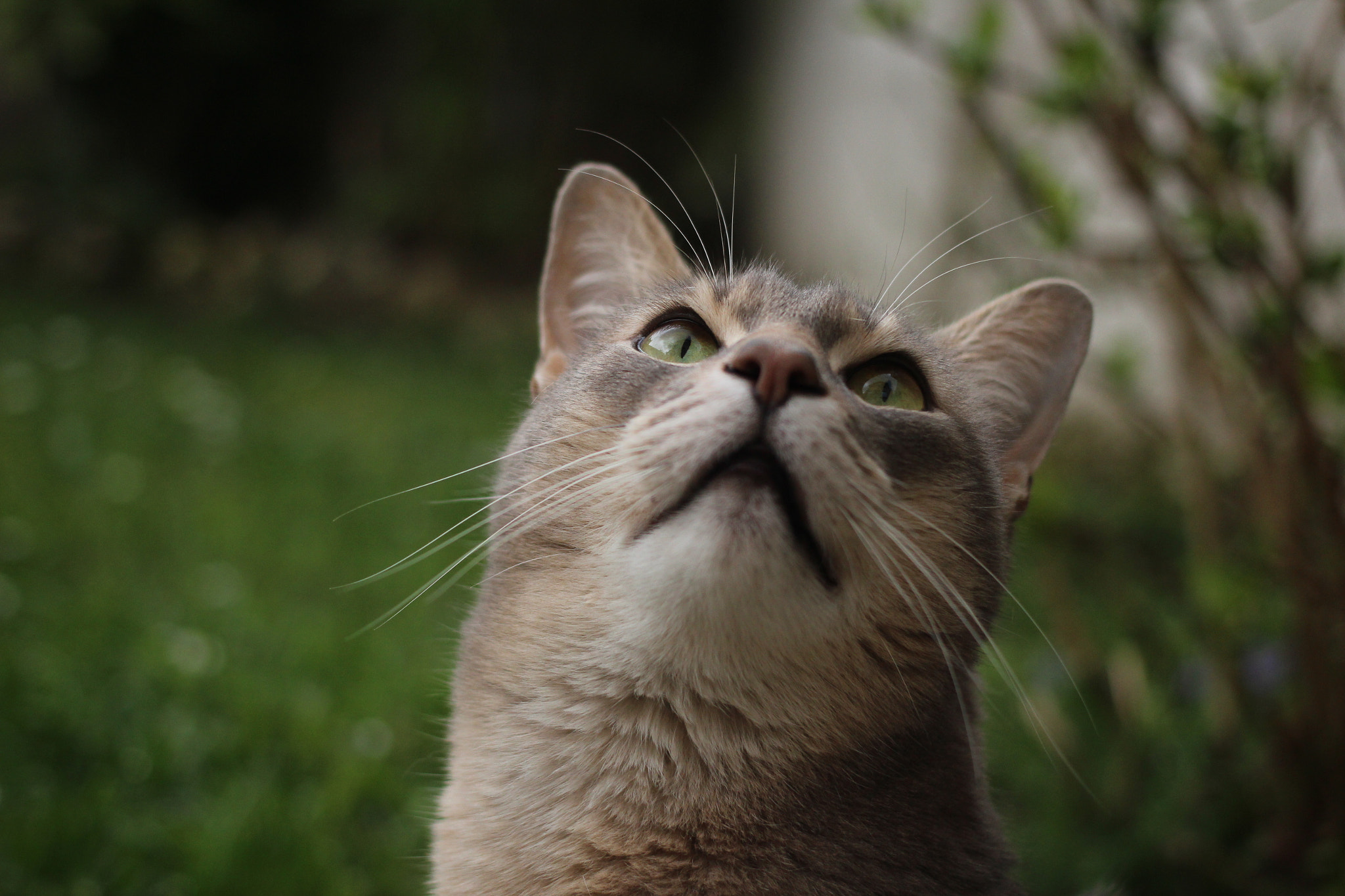 Canon EOS 600D (Rebel EOS T3i / EOS Kiss X5) + Canon EF 40mm F2.8 STM sample photo. Img photography