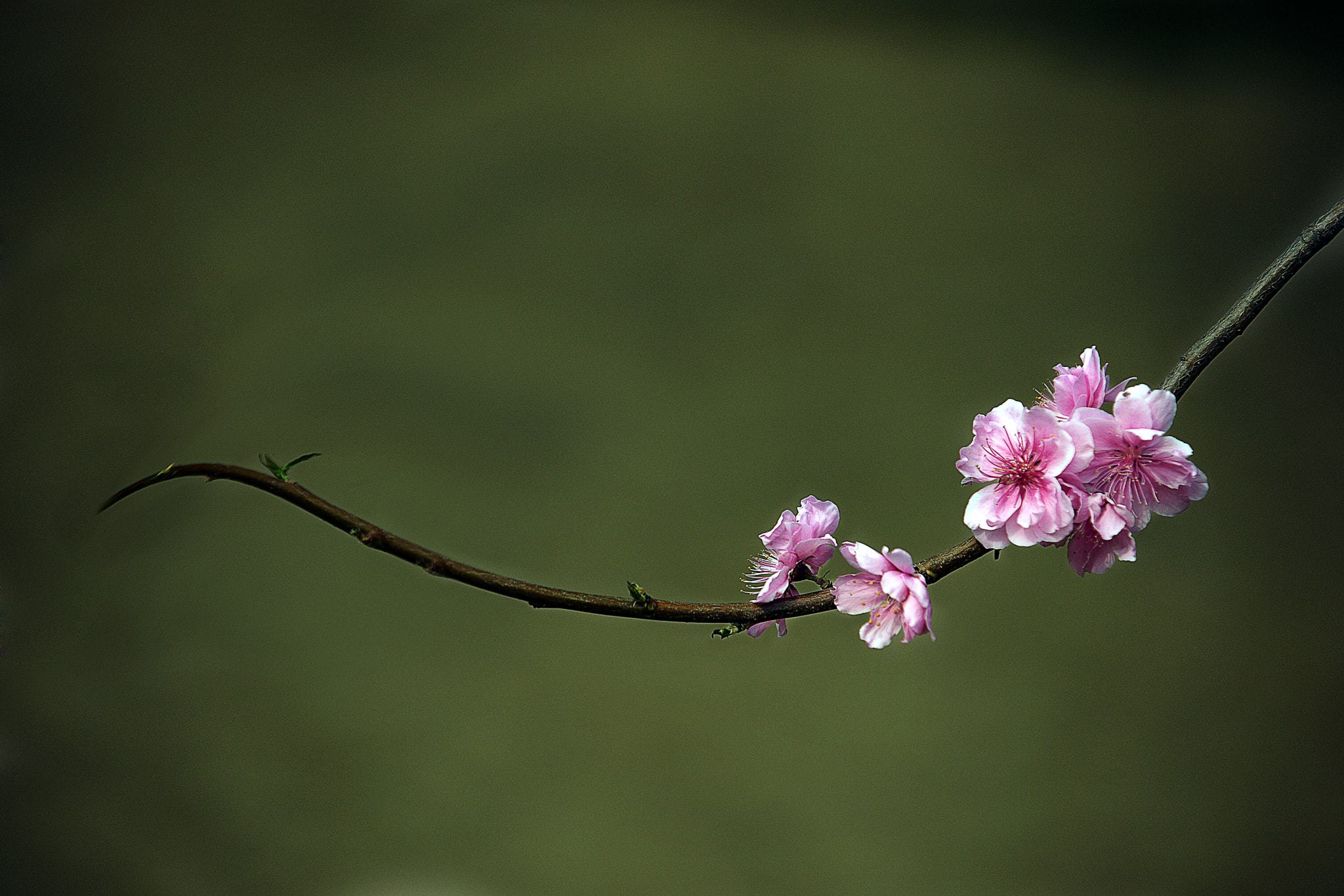 Sony Alpha DSLR-A900 sample photo. 桃枝儿 photography