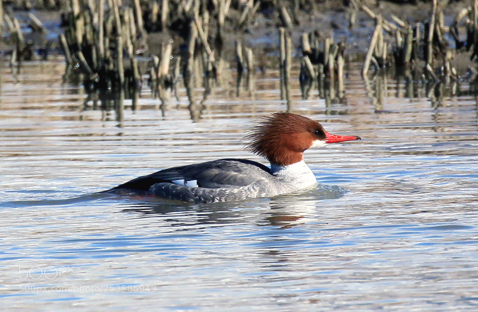 Canon EOS 70D sample photo. Common merganser photography