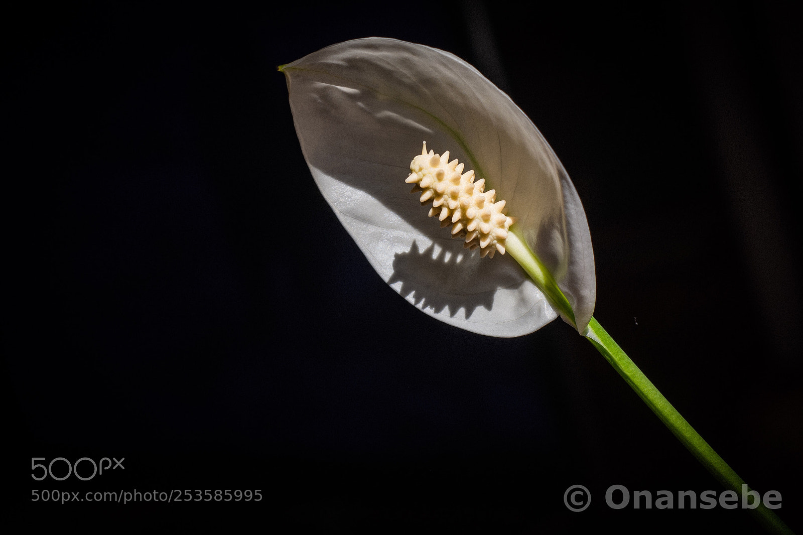 Nikon D5200 sample photo. White photography