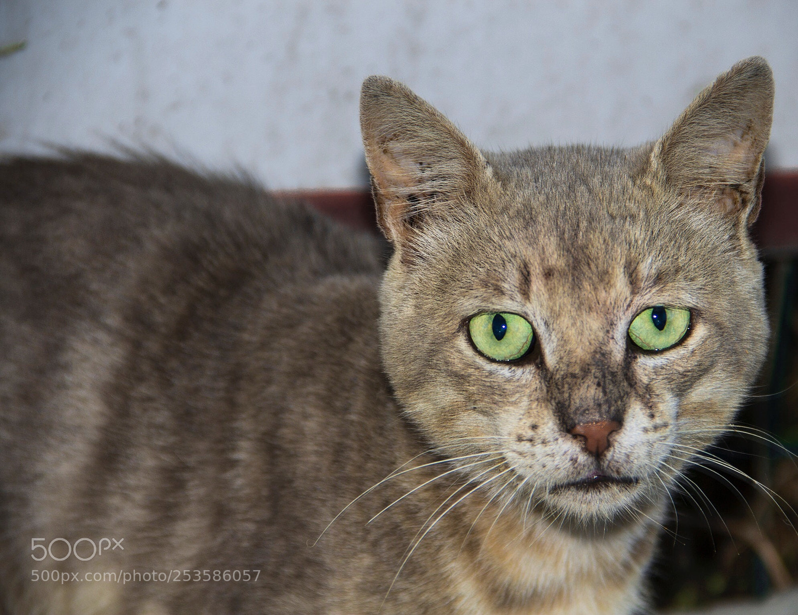Canon EOS 60D sample photo. Untitled photography
