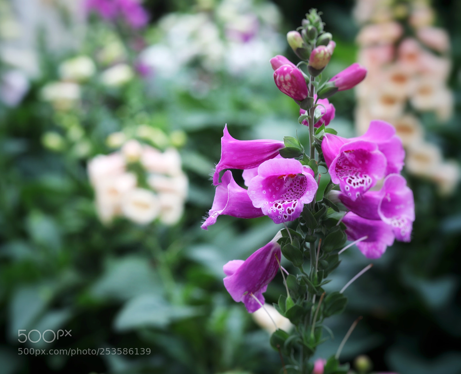 Canon EOS 5D Mark IV sample photo. Untitled photography