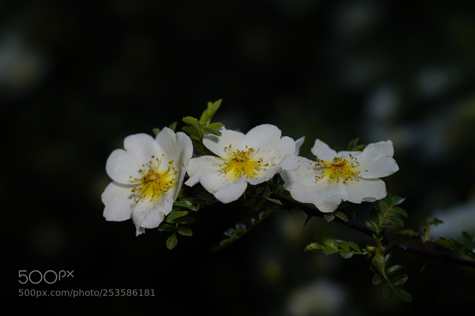 Sony a7 II sample photo. 姊妹仨 photography
