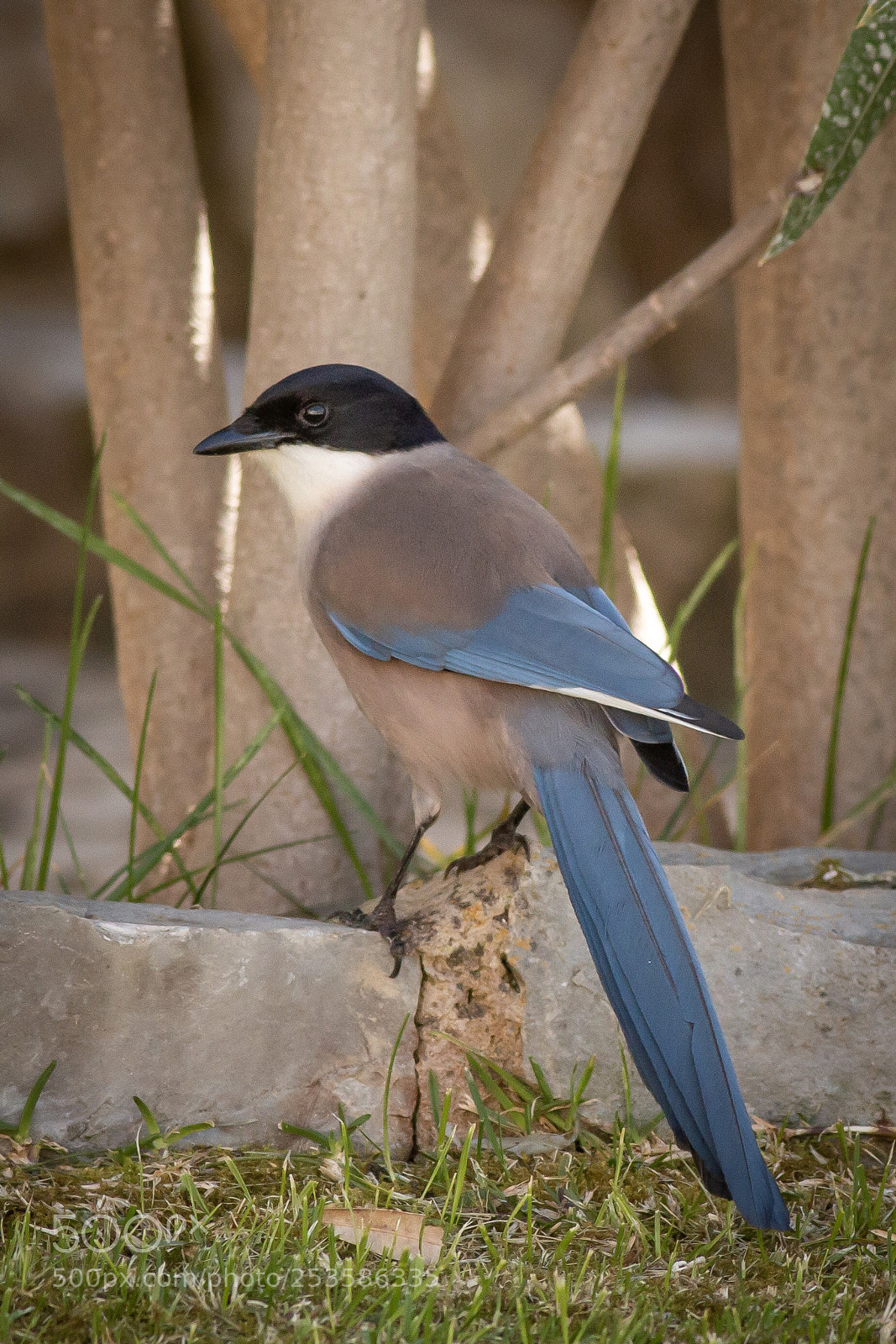 Canon EOS 70D sample photo. Azure-winged magpie photography