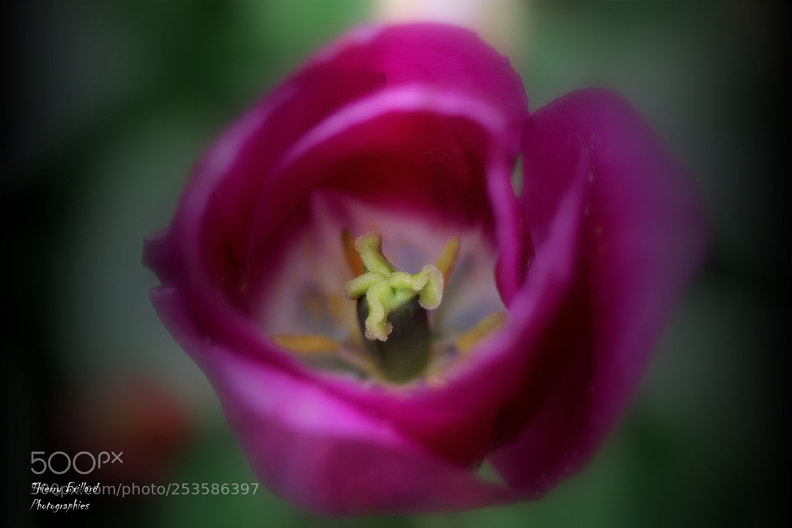 Canon EOS 600D (Rebel EOS T3i / EOS Kiss X5) sample photo. Tulip photography