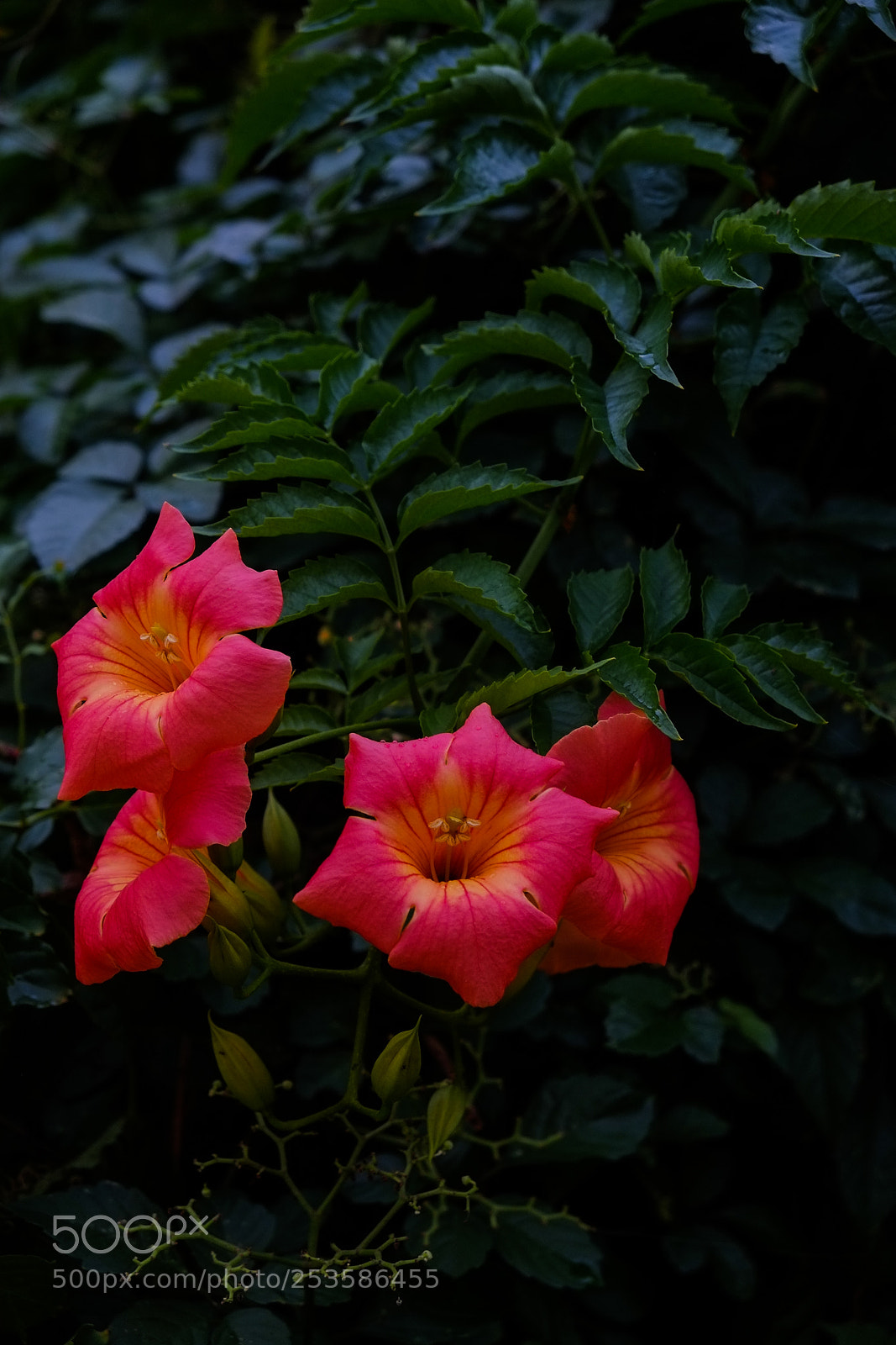 Fujifilm X-E1 sample photo. Chinese trumpet creeper photography