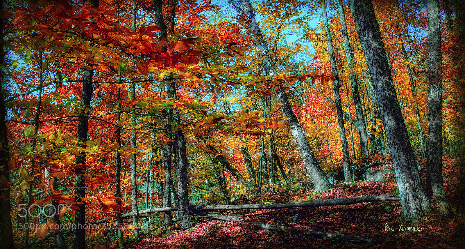 Canon EOS 70D sample photo. Forest color photography