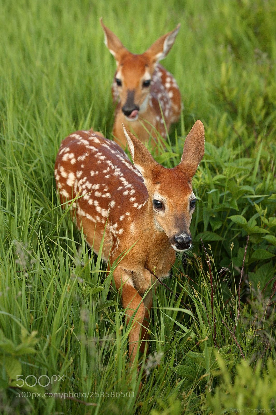 Canon EOS-1D X Mark II sample photo. Whitetail fawns - cutest photography