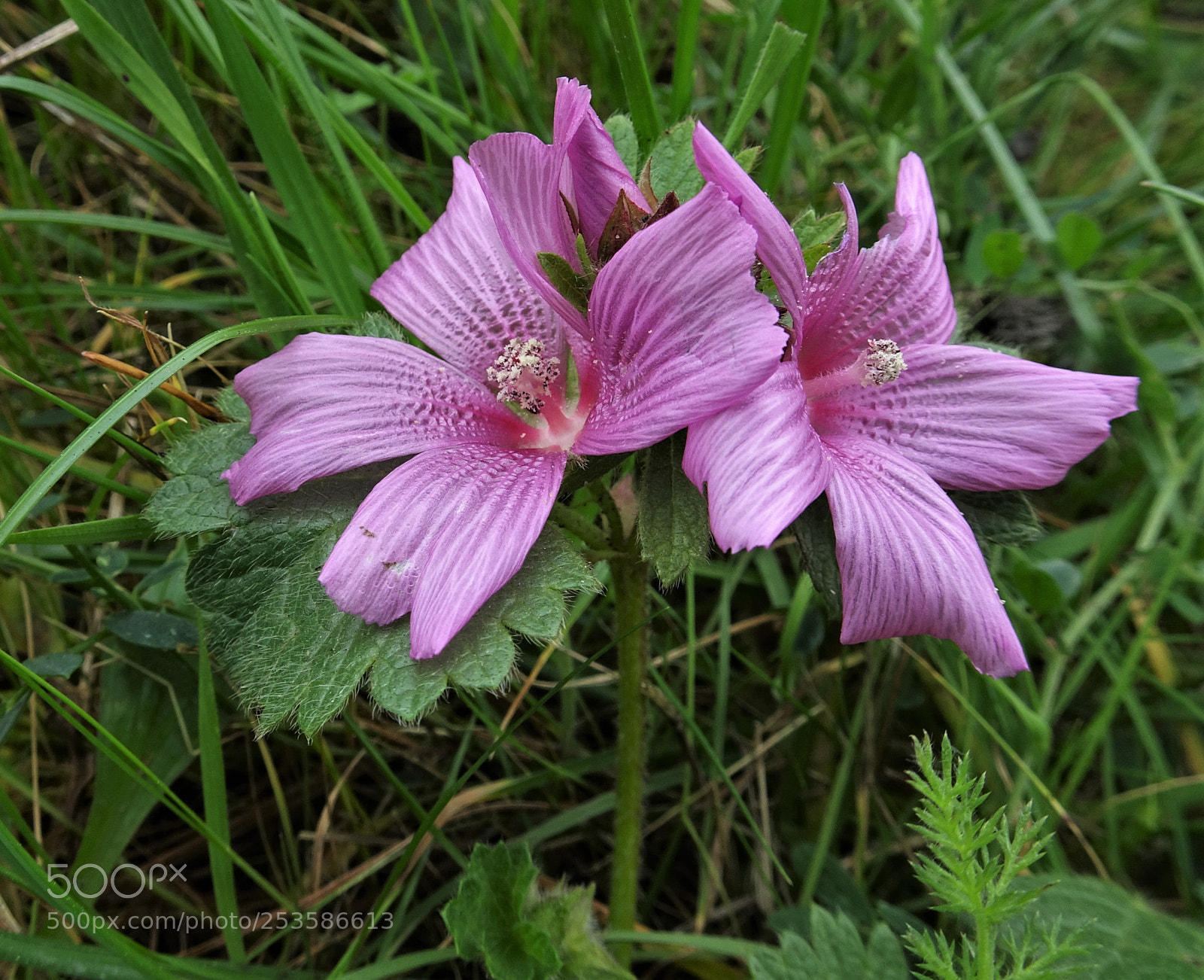 Sony Cyber-shot DSC-HX90V sample photo. Checkerbloom photography