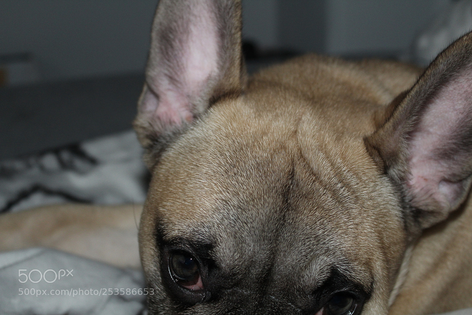 Canon EOS 1300D (EOS Rebel T6 / EOS Kiss X80) sample photo. Img photography