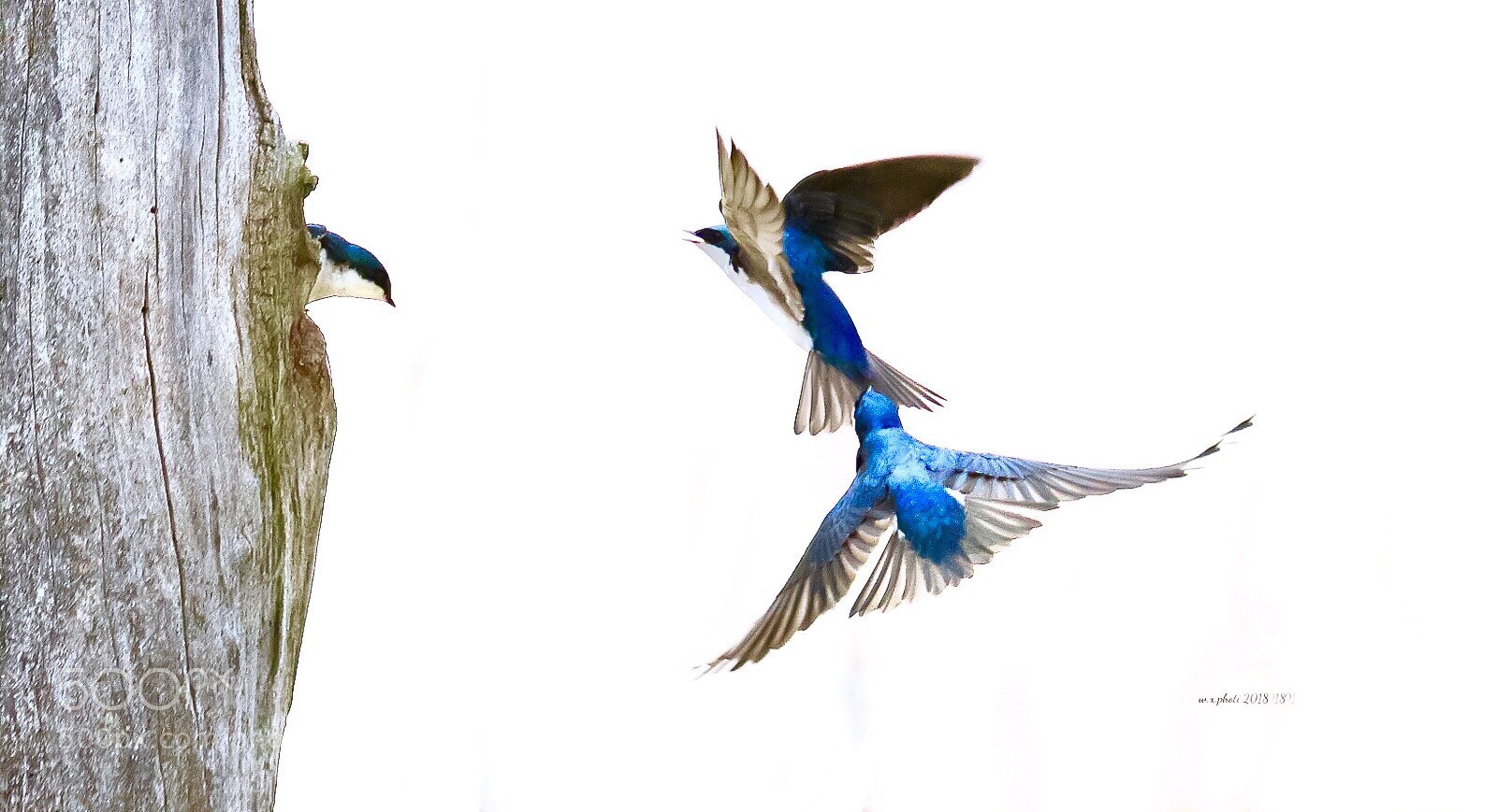 Canon EOS 7D Mark II sample photo. Tree swallow  photography