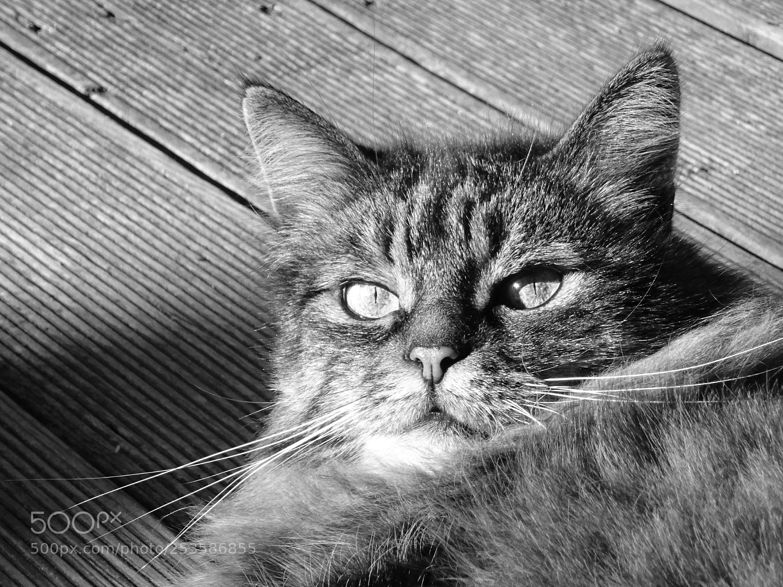 Sony DSC-HX60V sample photo. Katzenleben... photography