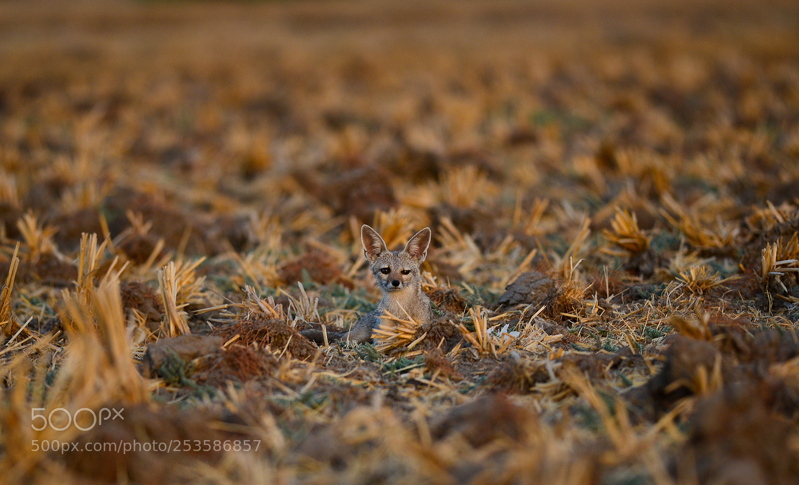 Nikon D600 sample photo. Resting fox photography