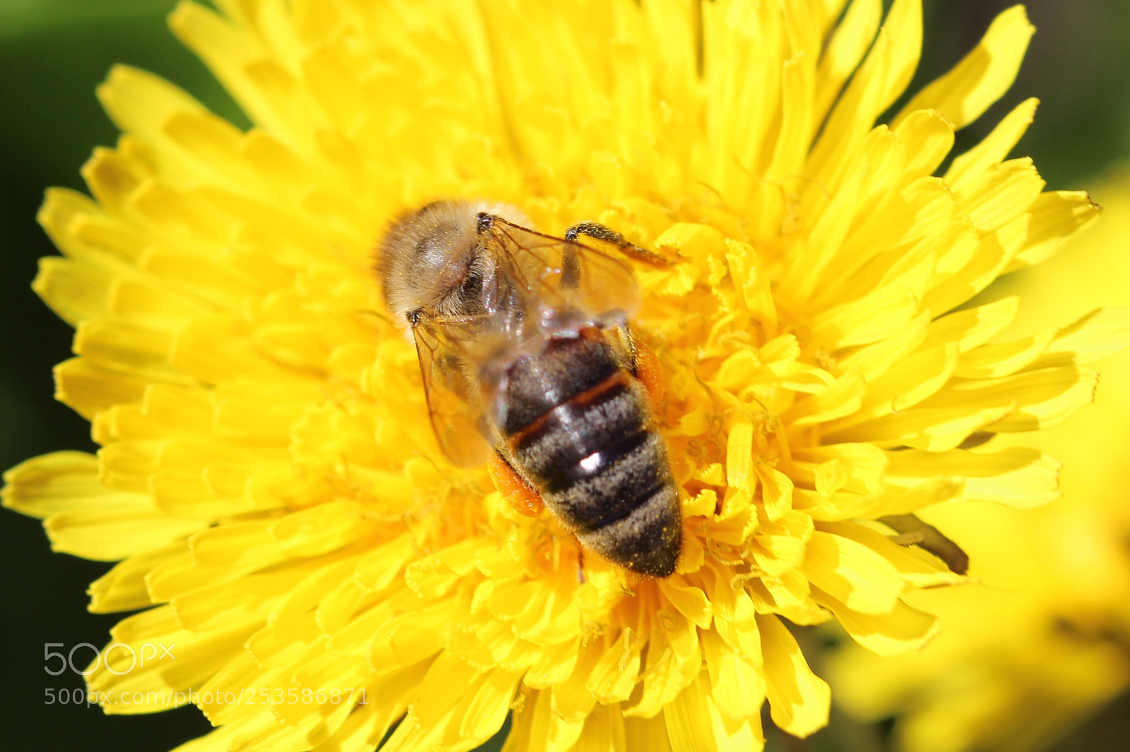 Canon EOS 600D (Rebel EOS T3i / EOS Kiss X5) sample photo. Yellow plate  photography