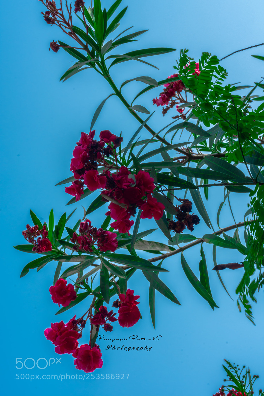 Nikon D7200 sample photo. Post card click photography