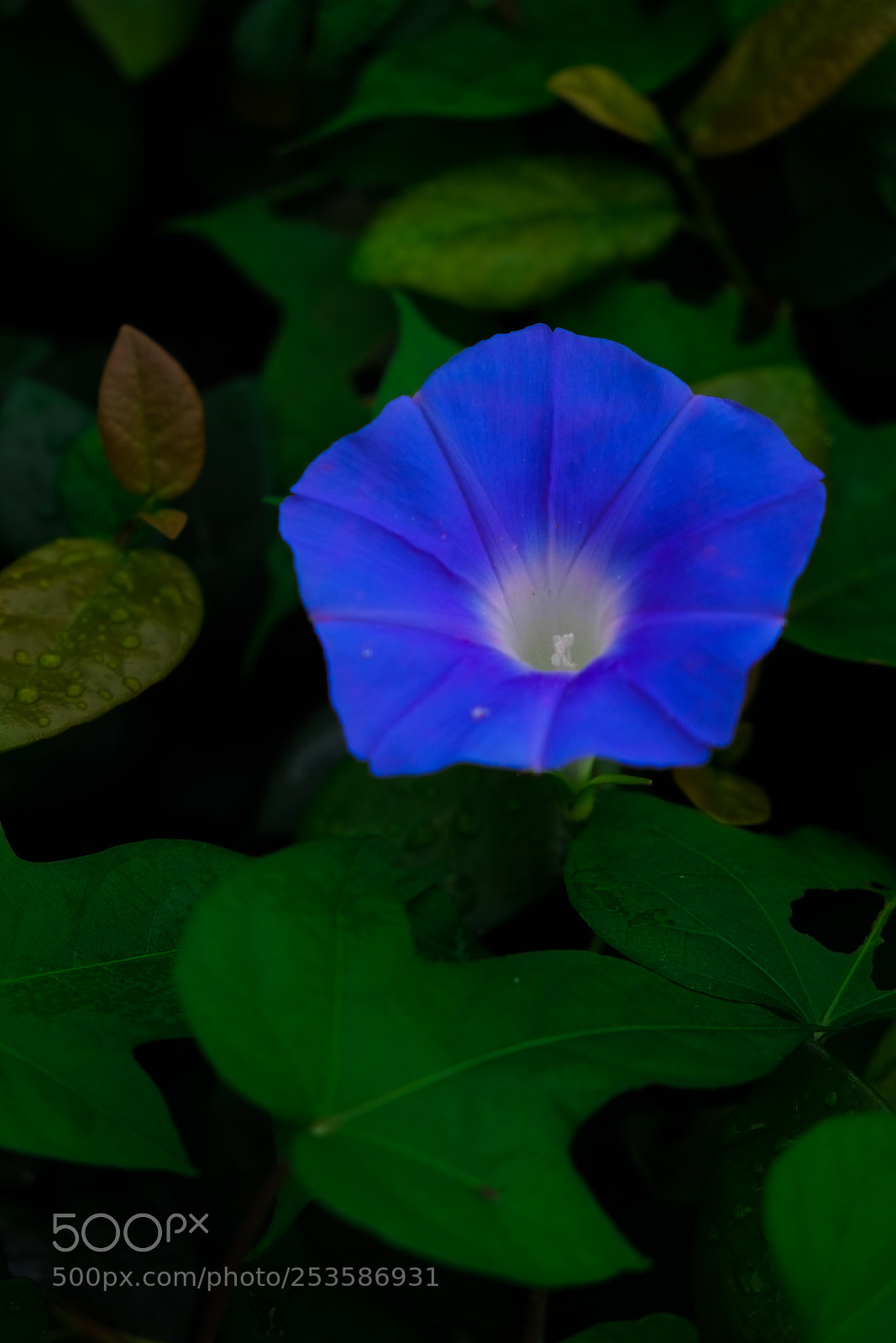 Fujifilm X-E1 sample photo. Ivy-leaved morning-glory photography