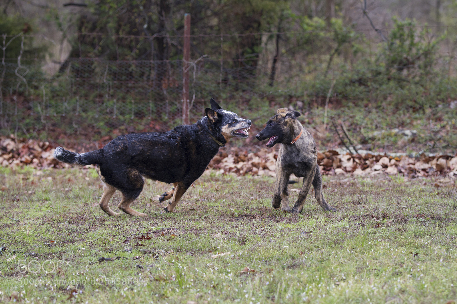 Canon EOS 7D sample photo. Old dog, young dog photography