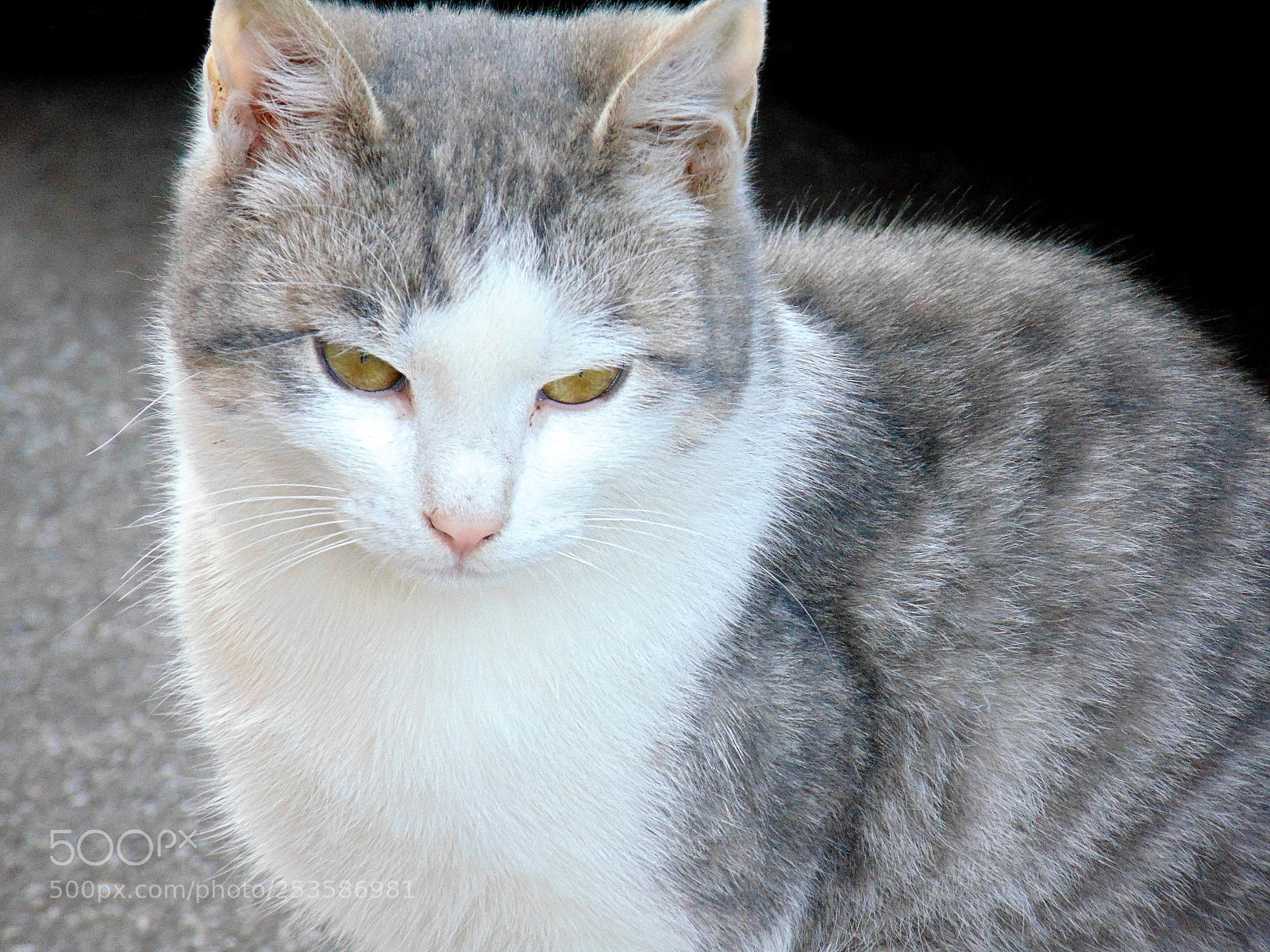 Sony Cyber-shot DSC-H300 sample photo. Cat photography
