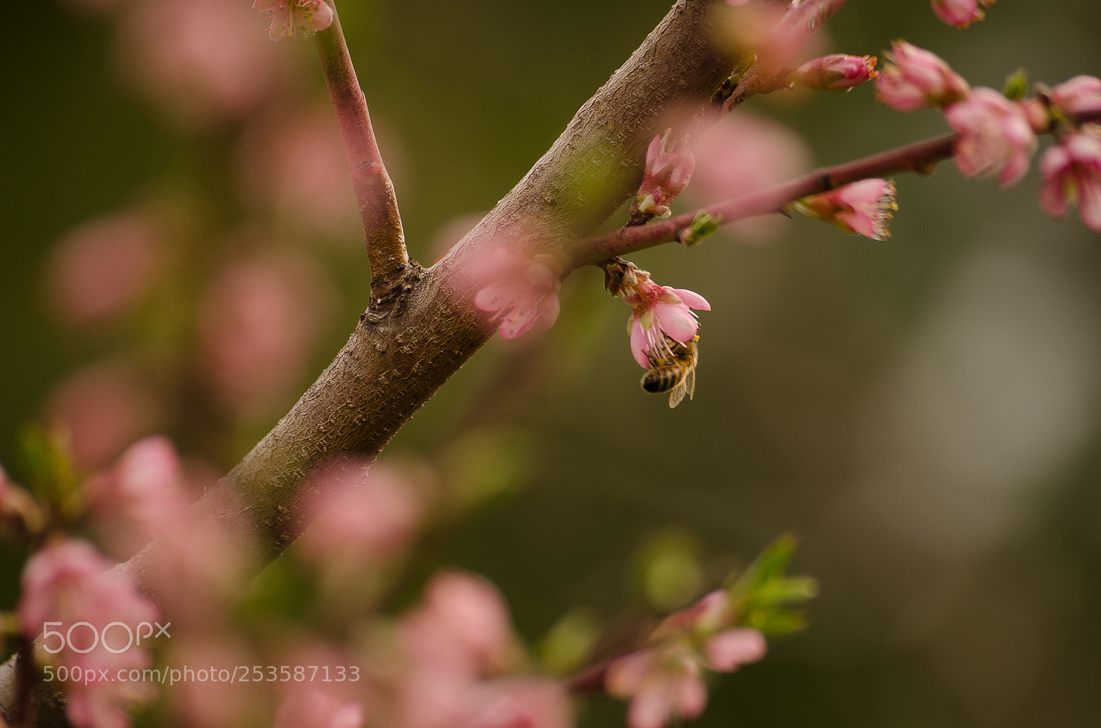 Nikon D7000 sample photo. Bee in flower photography