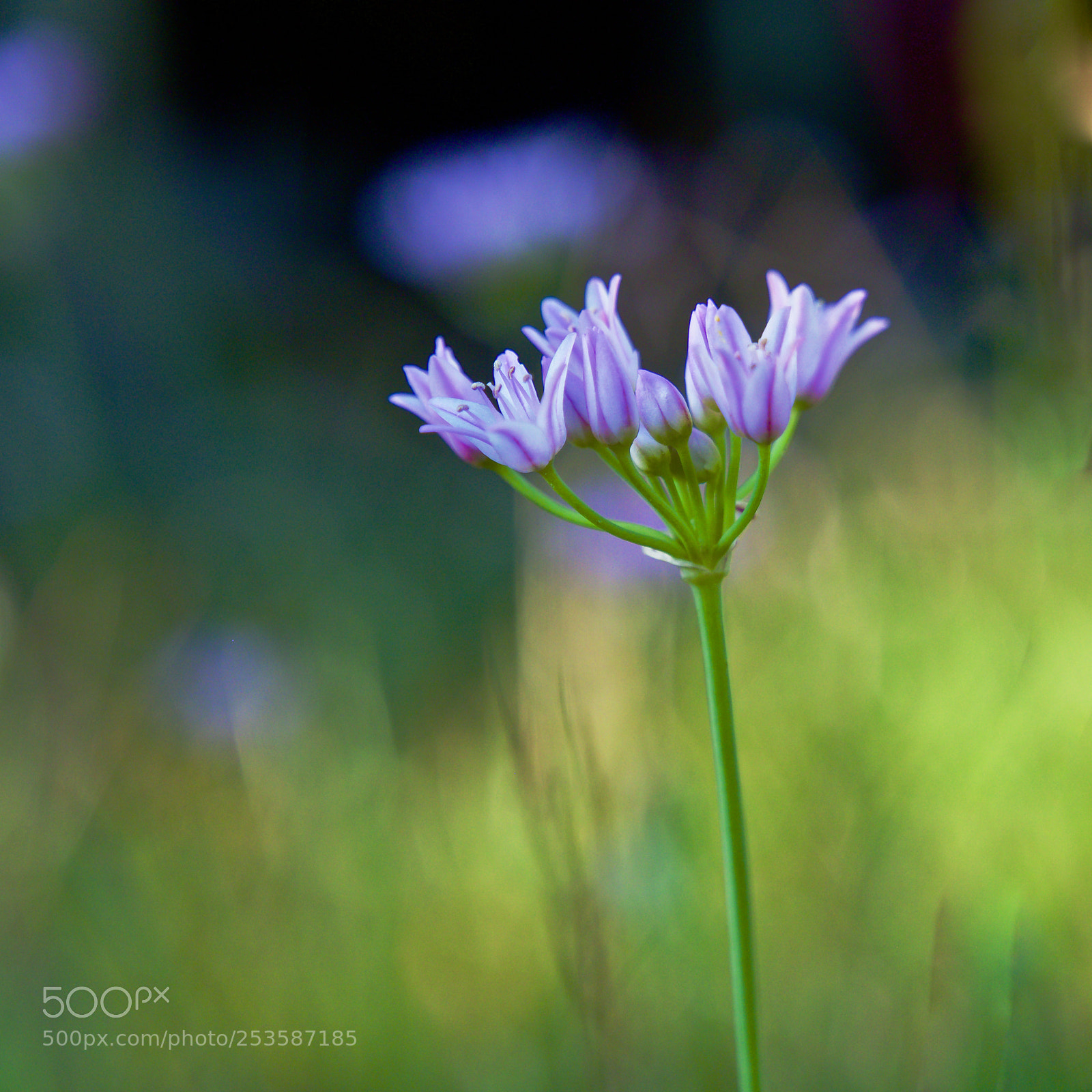 Olympus OM-D E-M1 Mark II sample photo. Garlic bloom photography