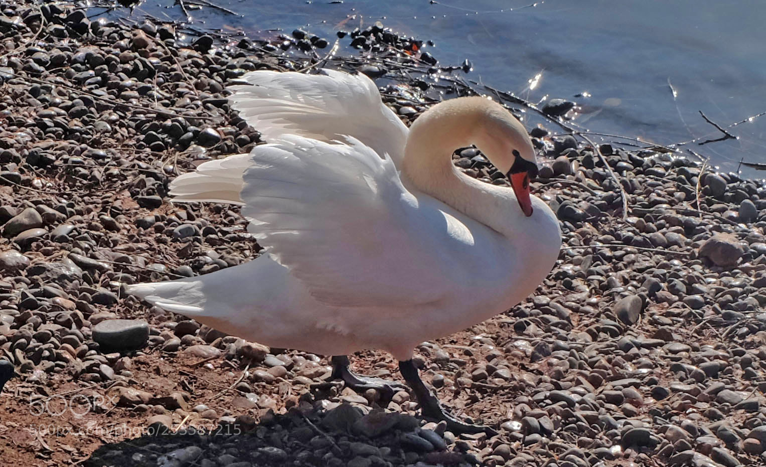 Fujifilm X-M1 sample photo. Swan in spring photography