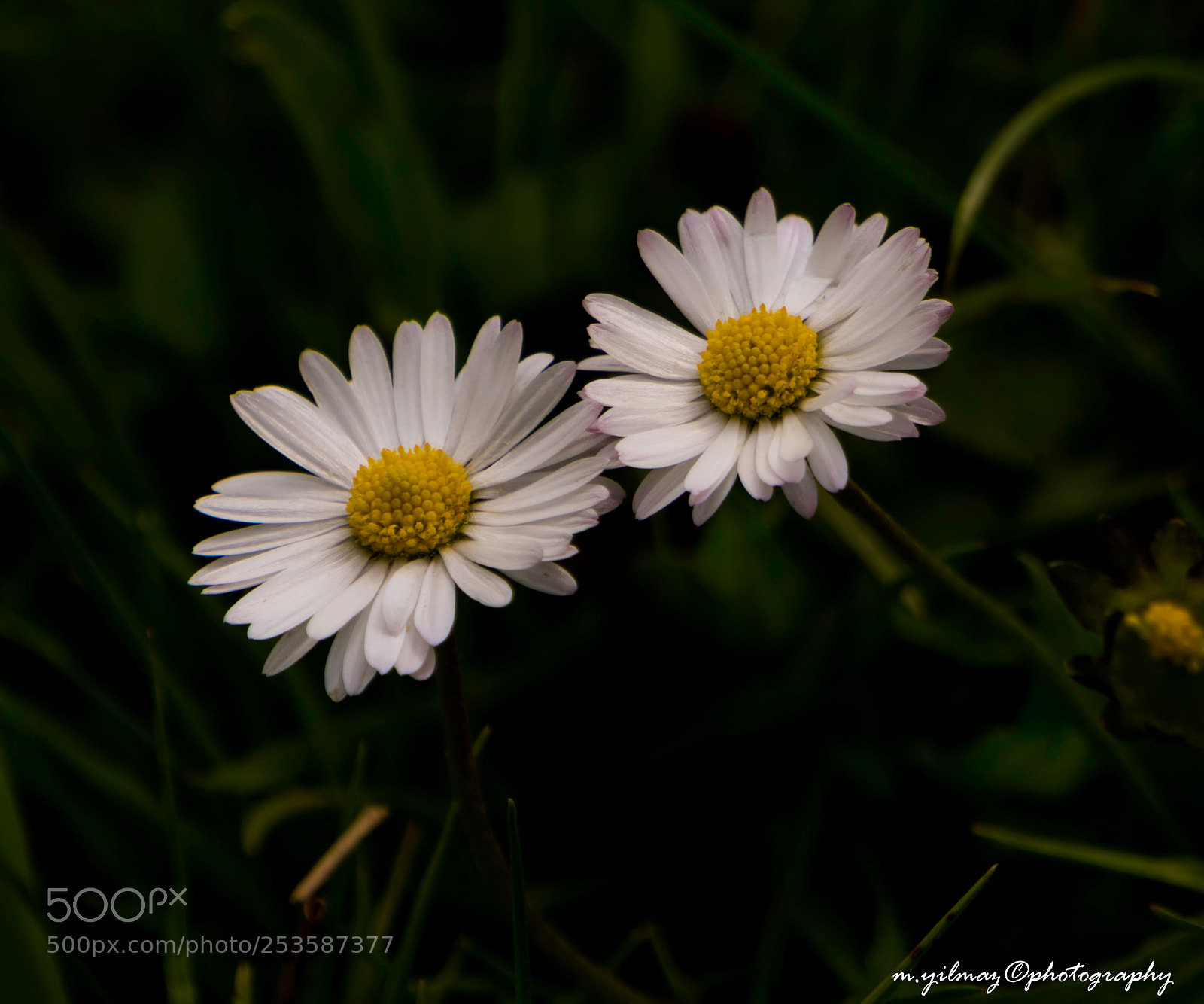 Sony Alpha NEX-7 sample photo. Nature photography