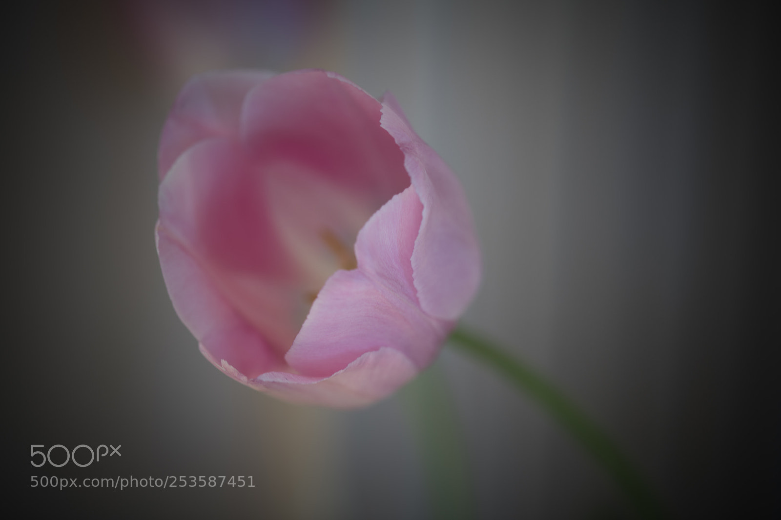 Nikon D850 sample photo. Pink tulip photography