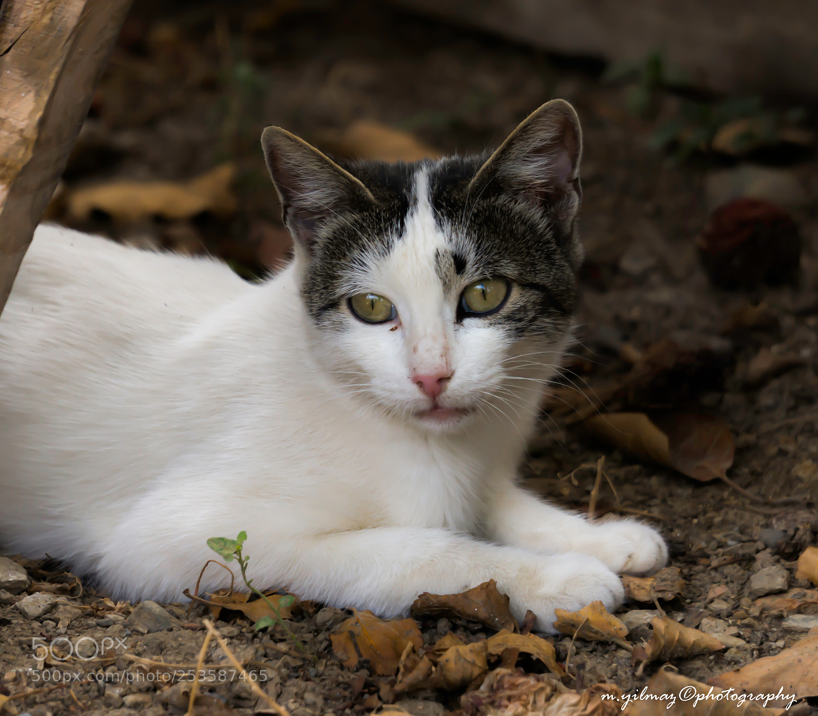 Sony Alpha NEX-7 sample photo. Nature photography