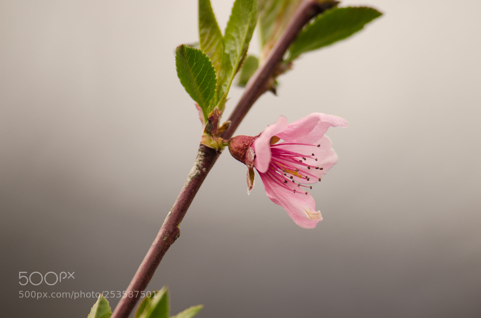 Nikon D7000 sample photo. Pink flower photography