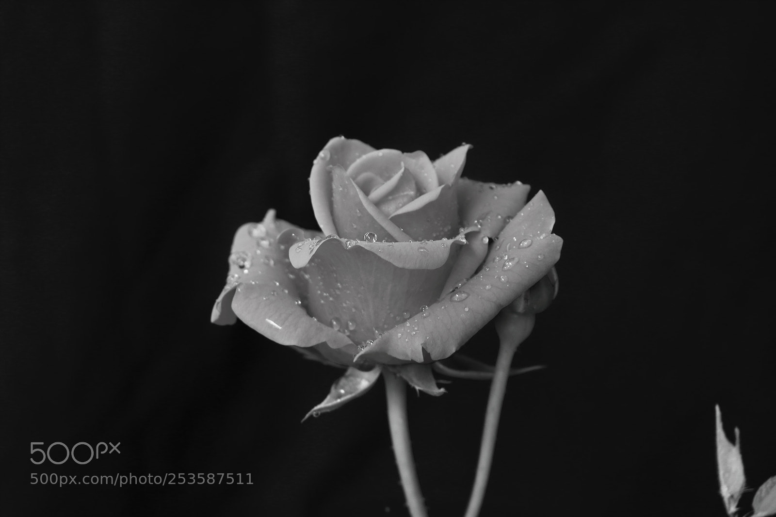Canon EOS 700D (EOS Rebel T5i / EOS Kiss X7i) sample photo. Rose photography