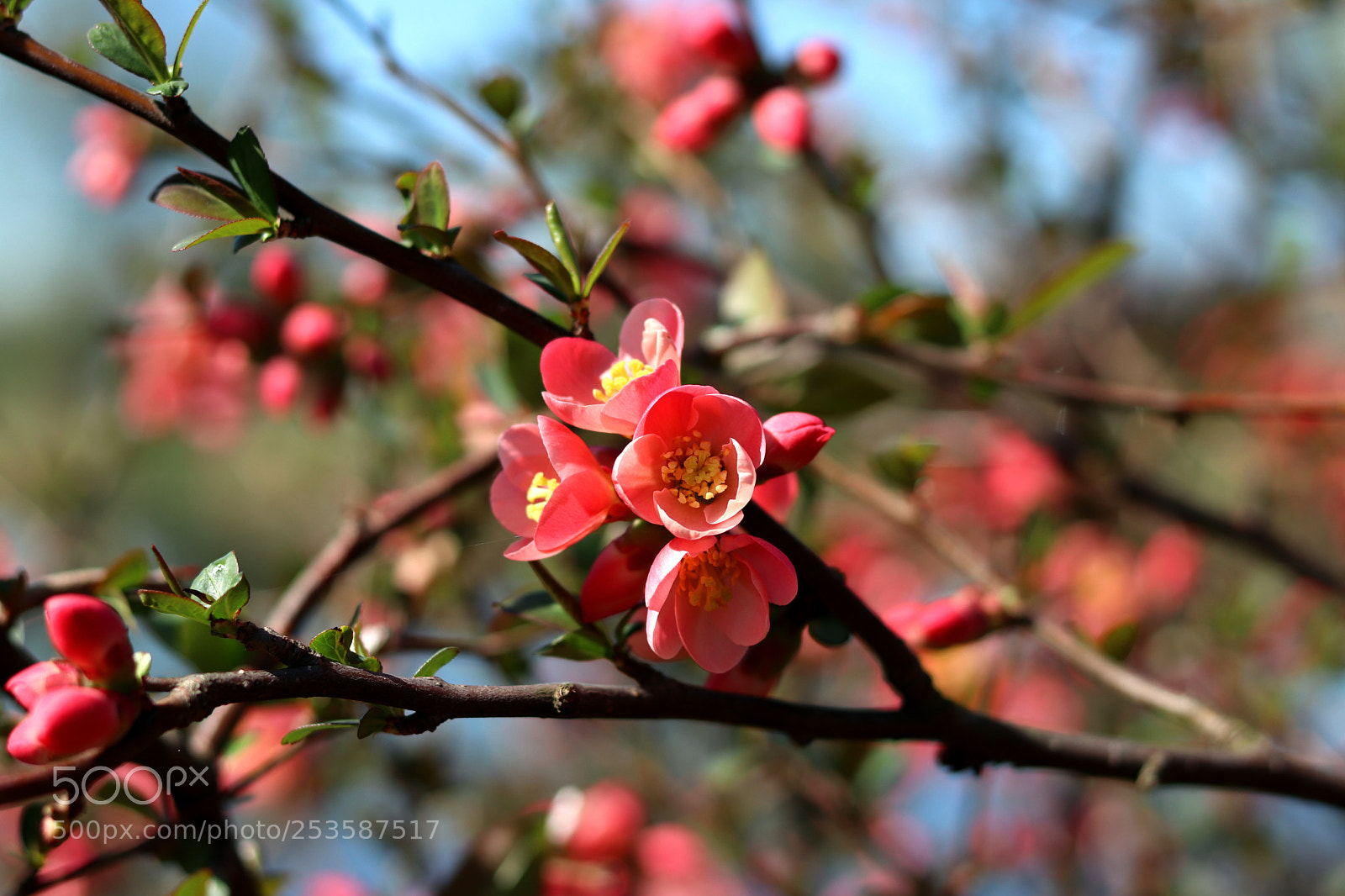 Canon EOS 200D (EOS Rebel SL2 / EOS Kiss X9) sample photo. Beautiful blossom photography