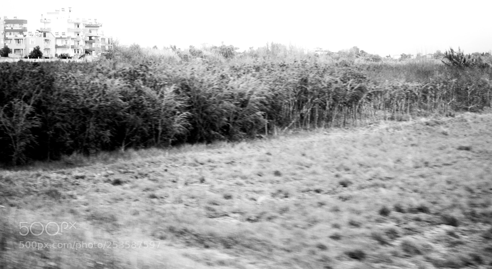 Canon EOS 1300D (EOS Rebel T6 / EOS Kiss X80) sample photo. Bushes photography