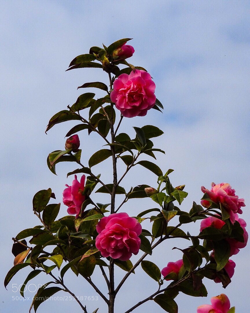 Nikon Coolpix P610 sample photo. Camellia  photography