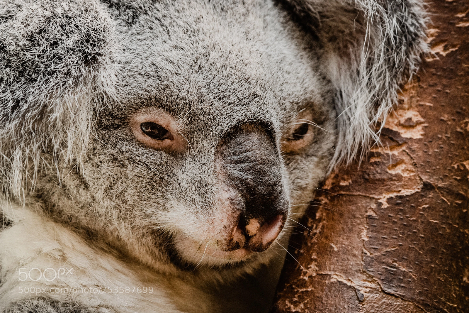 Nikon D500 sample photo. Koala photography