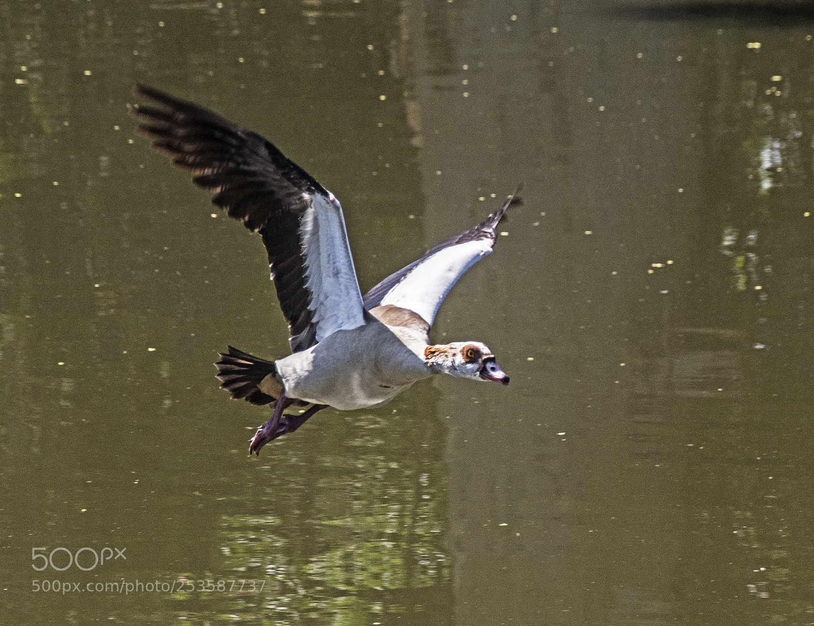 Nikon D7100 sample photo. Flight. photography