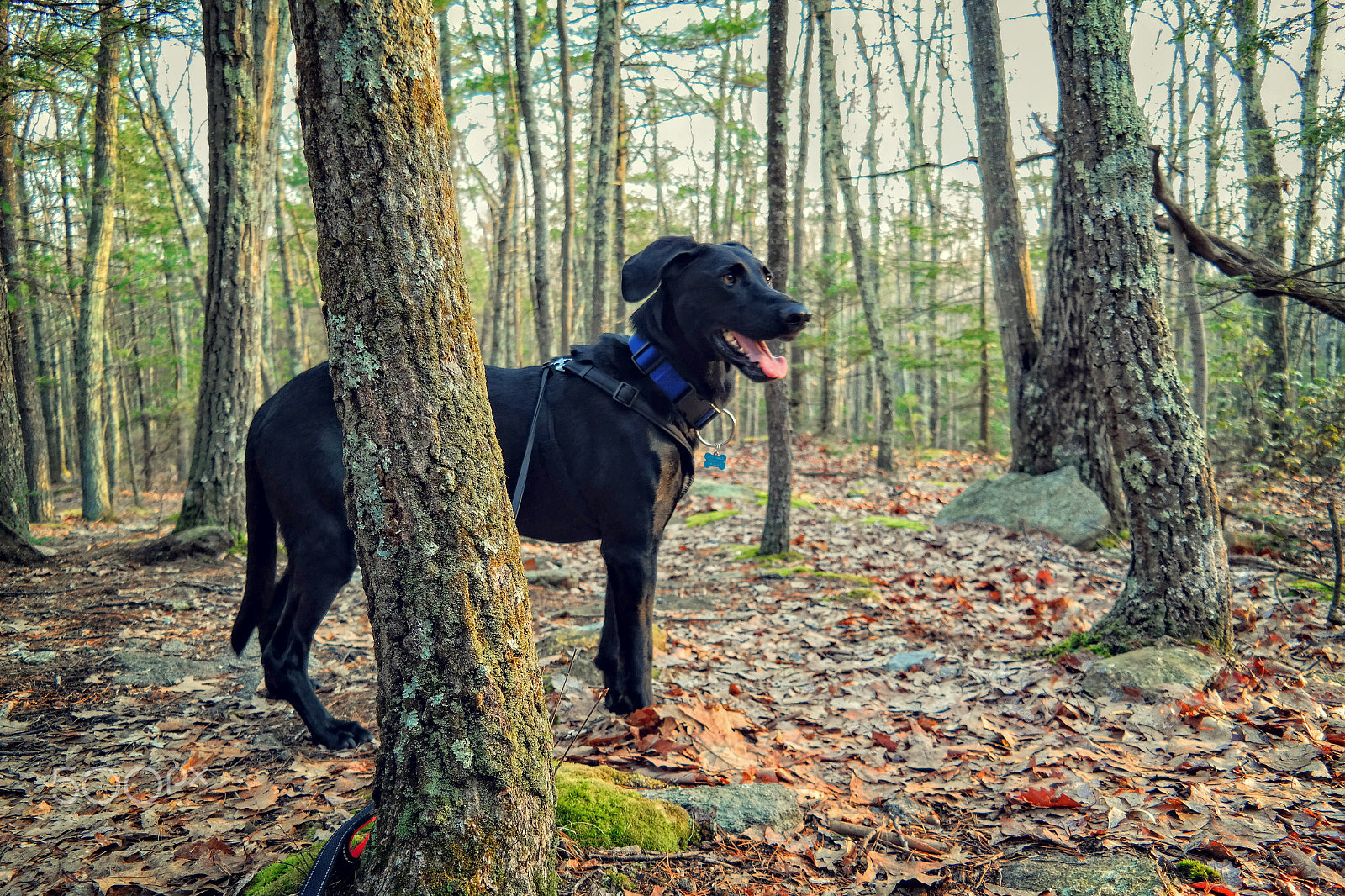 Samsung NX300M sample photo. Buddy behind the tree photography