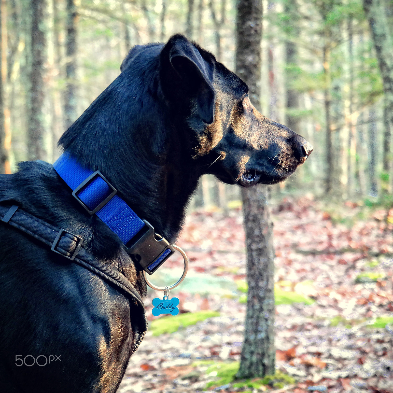 Samsung NX300M sample photo. Buddy searching for the sun photography