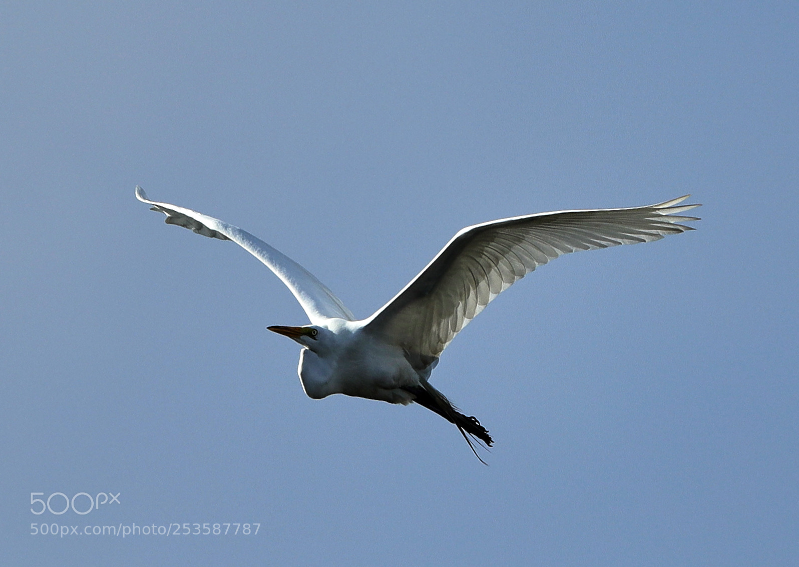 Canon EOS-1D X Mark II sample photo. 04-14-18-0012464.jpg photography