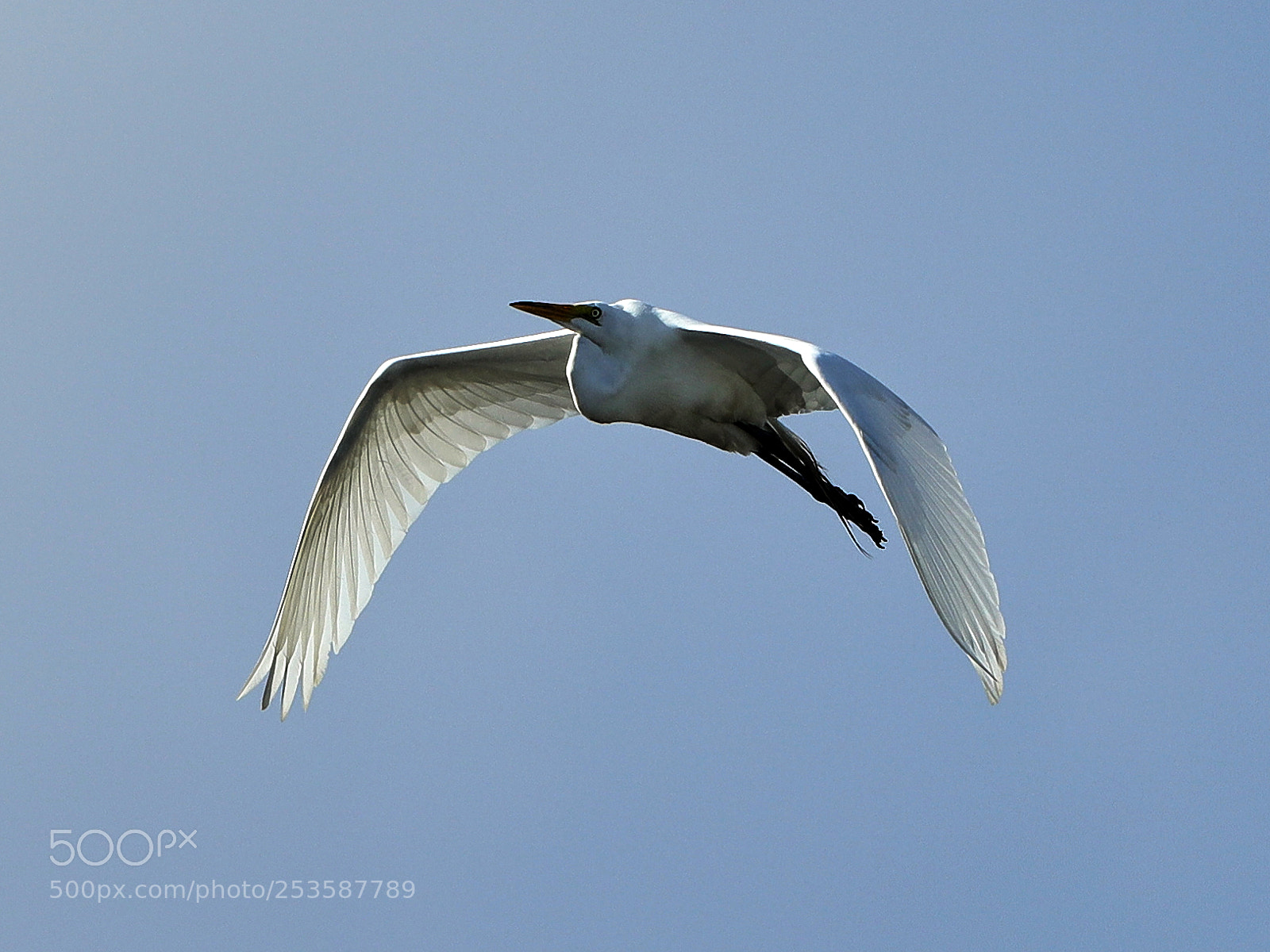 Canon EOS-1D X Mark II sample photo. 04-14-18-0012463.jpg photography