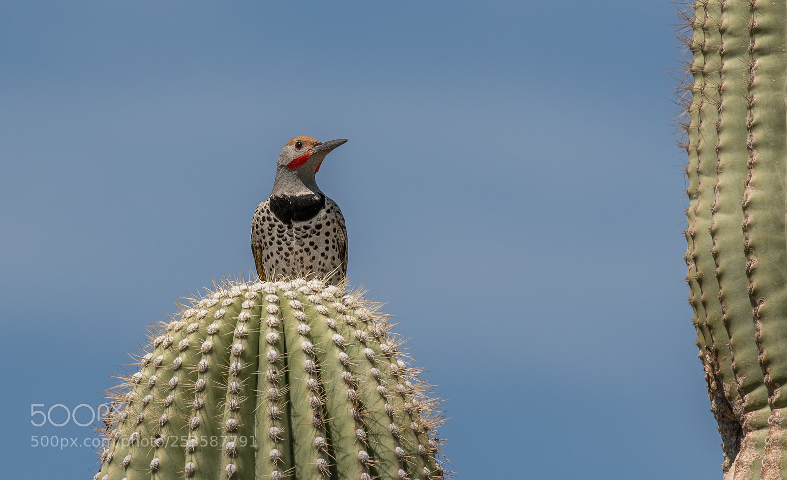 Nikon D500 sample photo. King of the cactus? photography
