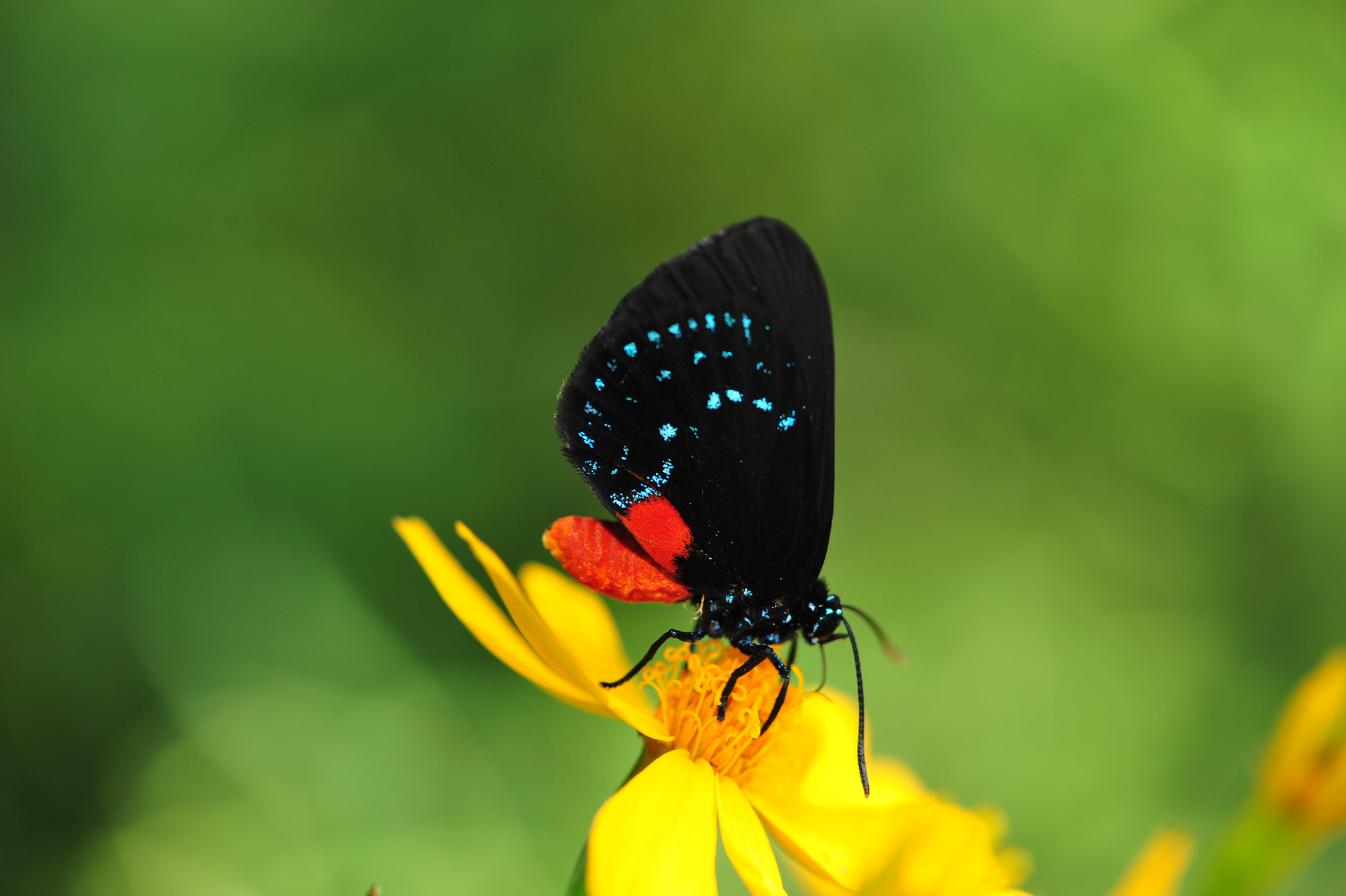 Nikon AF-S Micro-Nikkor 105mm F2.8G IF-ED VR sample photo. Butterfly.flower.spring. photography